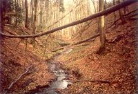Strumień u podnóży Pasma Bukowicy